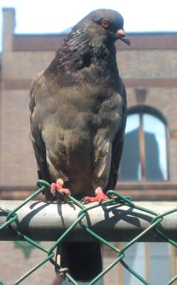 Pigeons - LaGuardia Place Corner Gardens