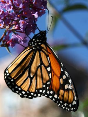 Monarch on Buddleja Blossoms