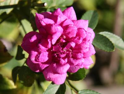 Miniature Raspberry Rose