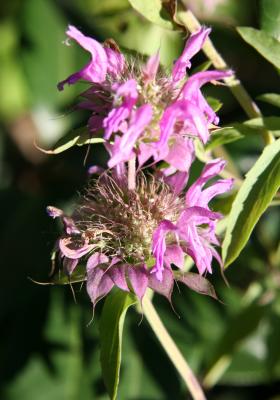 Lavender Bee Balm