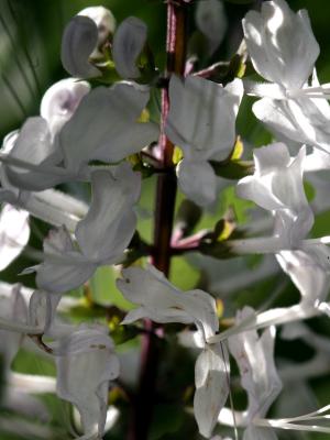 Orthosiphon aristatus - Cat's Whiskers or Java Tea