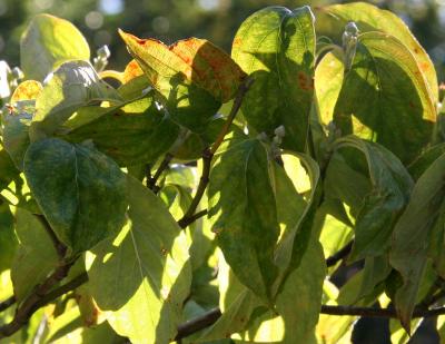 Dogwood Foliage