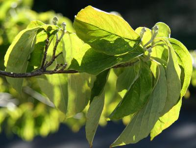 Dogwood Foliage