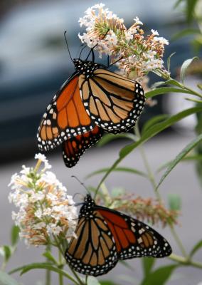 Monarchs on Buddleja Blossoms