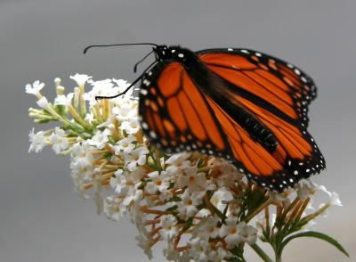 Monarch on Buddleja Blossoms