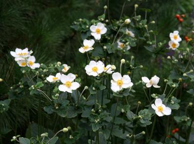 Japanese Anenome