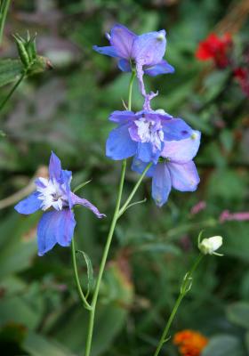 Larkspur