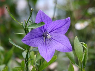 Balloon Flower