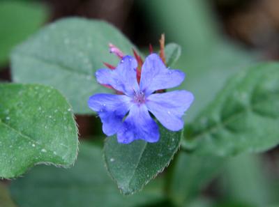 Plumbago