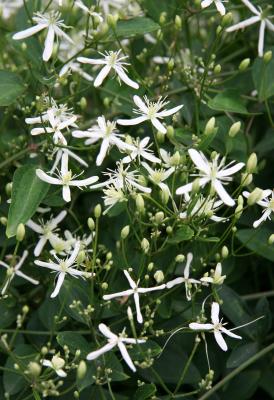 Paul Farges Clematis