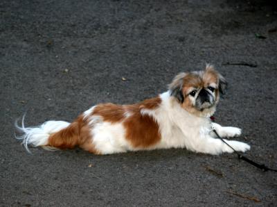 Fanny - A Pekinese Shi Tzu