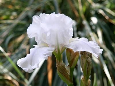 White Iris