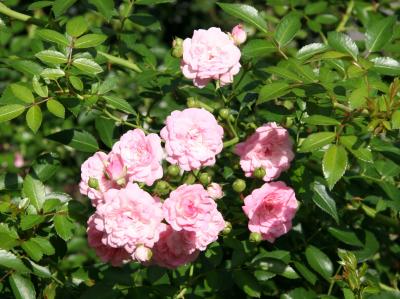 Miniature Pink Roses