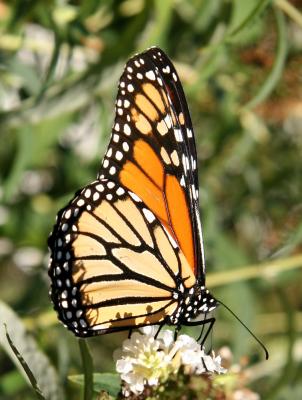 Monarch on Buddleja Blossoms