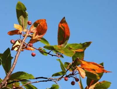 Ornamental Crab Apple Tree Foliage & Fruit