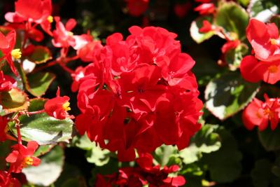 Red Geranium - St Mark's Church Garden