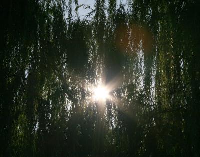 Sun in the Willow Tree