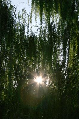 Sun in the Willow Tree