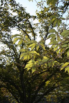 Cherry Tree Foliage