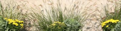 Sparrows Feeding on Autumn Grass Seeds