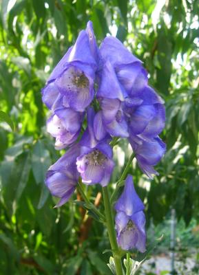 Monkshood