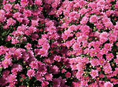 Chrysanthemums