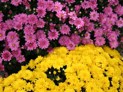 Chrysanthemums