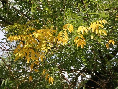 Japanese Pagoda Tree Foliage