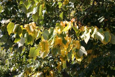 Linden Tree Foliage