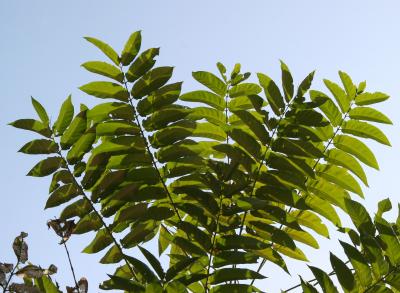 Ailanthus altissima - Tree of Heaven
