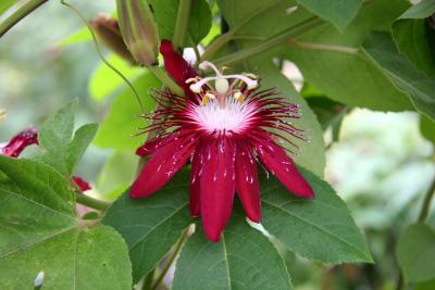 Passion Flower - Crimson Tears