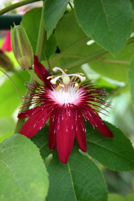 Passion Flower - Crimson Tears