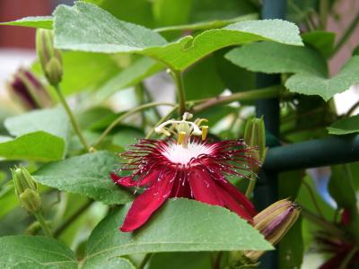 Passion Flower - Crimson Tears