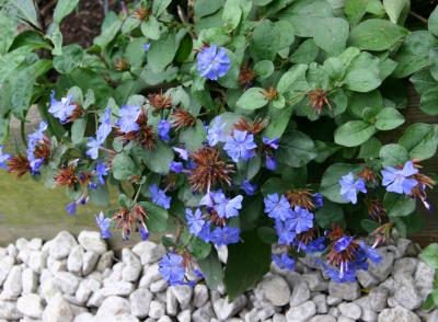 Plumbago