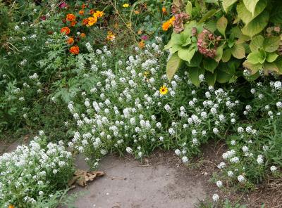 Alyssum Garden Plot