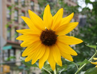 Sunflower - Helianthus