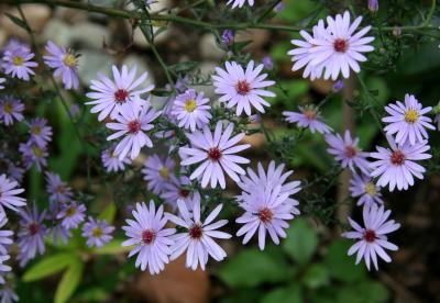 Asters