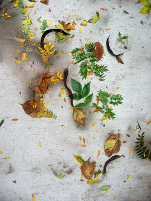 Sidewalk & Ground Foliage