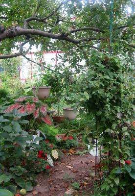 Under the Apple Tree