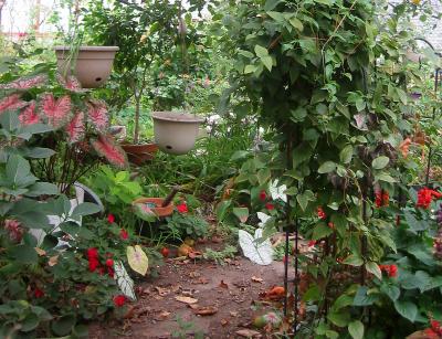 Under the Apple Tree