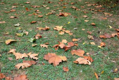 Fallen Sycamore Leaves