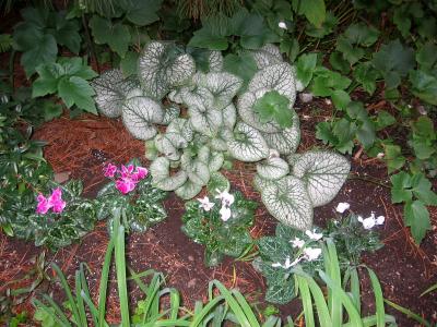 Begonias & Cyclamen