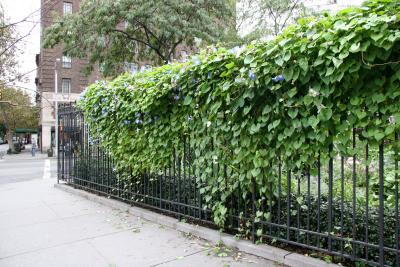 Morning Glory Vines