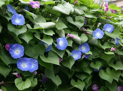 Heavenly Blue Morning Glories