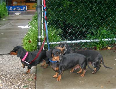 Dachshunds at the Grocery Store