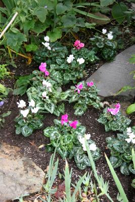 Cyclamen