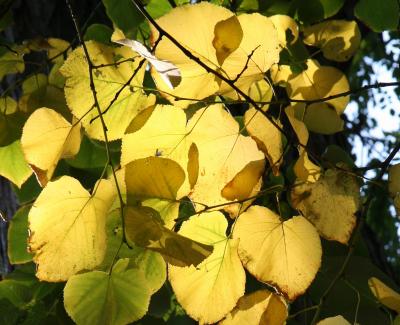 Linden Tree Foliage