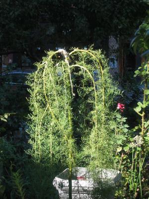 Caragana arborescens - 'Walker' Weeping Siberian Pea Shrub