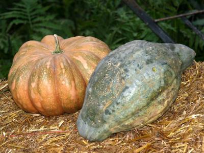 Squash Harvest