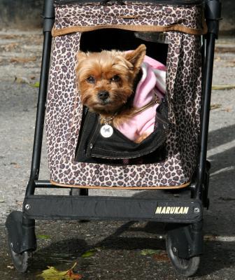 Terrier Stroller with a Window